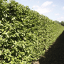 QuickHedge Gele kornoeljehaag (kant en klaar haag)